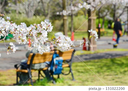 満開の桜(都立舎人公園) 131022200