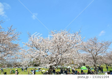 満開の桜と青空(都立舎人公園) 131022204