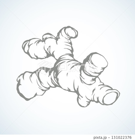 Ginger. Vector drawing Ginger. Vector drawing 131022376