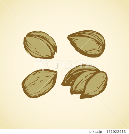 Hazelnut. Vector drawing 131022418