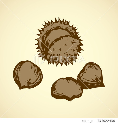 Chestnut. Vector drawing Chestnut. Vector drawing 131022430