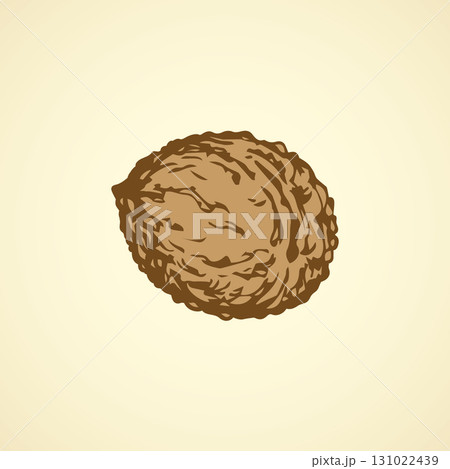 Walnut. Vector drawing 131022439