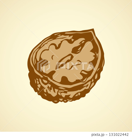 Walnut. Vector drawing 131022442