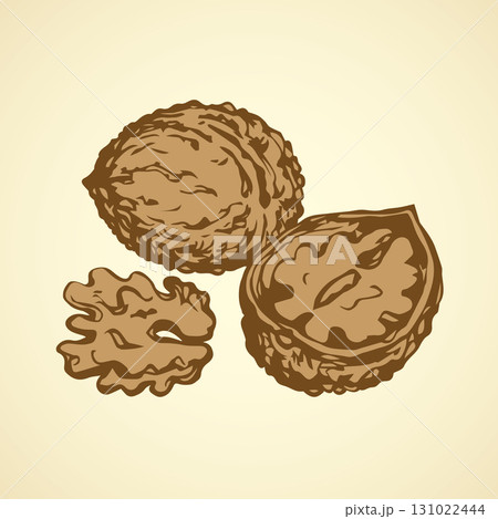 Walnut. Vector drawing 131022444