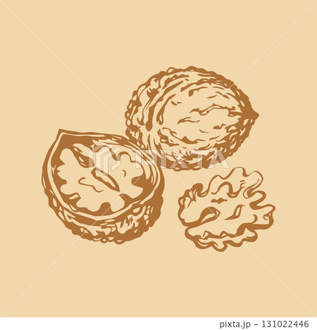 Walnut. Vector drawing 131022446