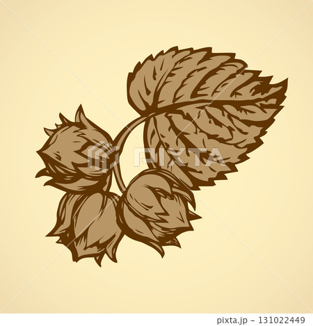 Hazelnut. Vector drawing 131022449