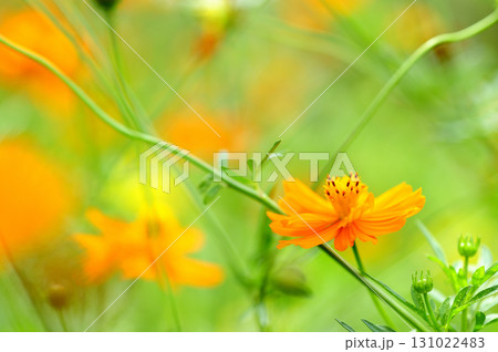 秋桜 秋の花 秋桜 秋の花 131022483