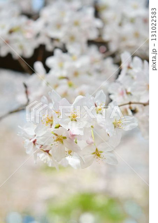 桜（皇居千鳥ヶ淵緑道） 131022583