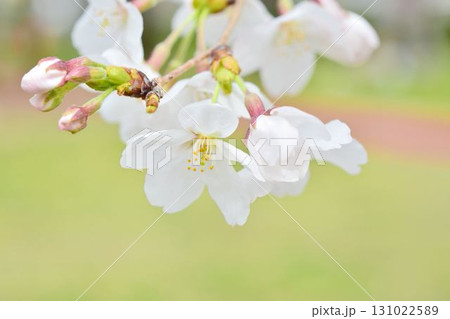 桜（皇居千鳥ヶ淵緑道） 131022589