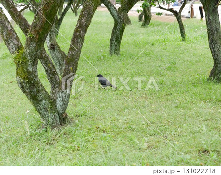 自然 天然 ナチュラル 131022718