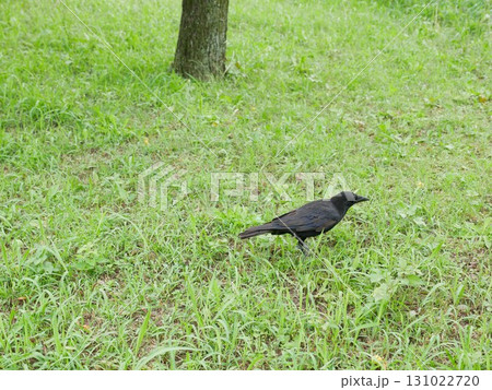 自然 天然 ナチュラル 131022720