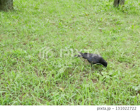 自然 天然 ナチュラル 131022722