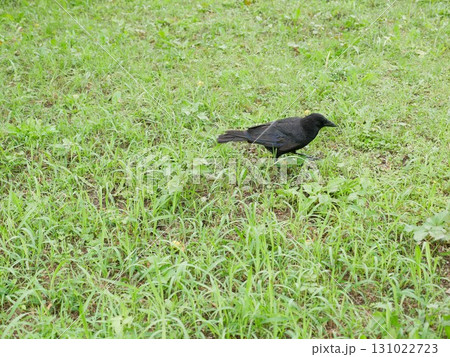 自然 天然 ナチュラル 131022723