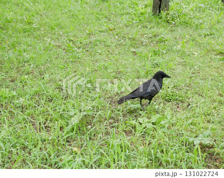 自然 天然 ナチュラル 131022724