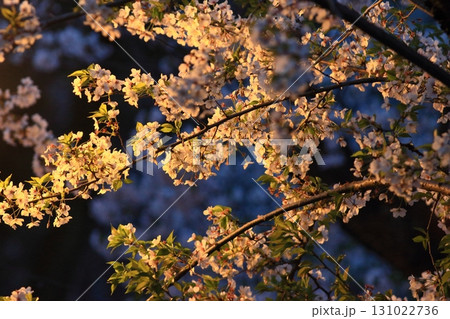照明に浮かび上がる満開の桜　上野公園の夜桜 131022736