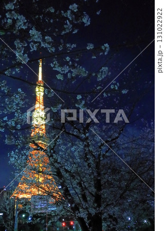 満開の桜とライトアップされた東京タワー 131022922