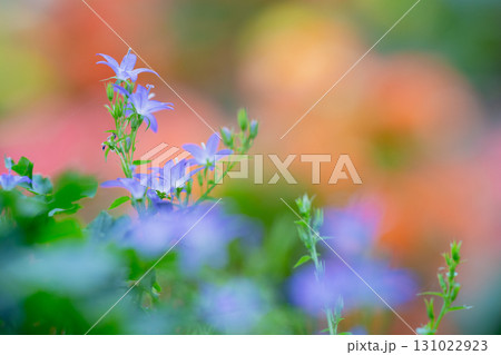 青紫の小花 ―彩り豊かな背景に映える― 131022923