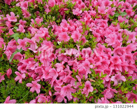 花 フラワー お花 131022944