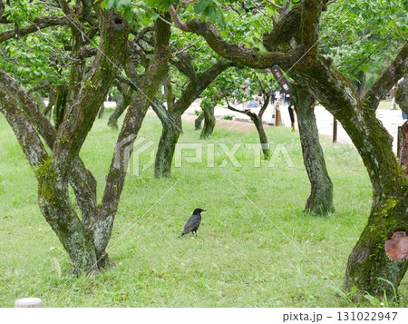 自然 天然 ナチュラル 131022947