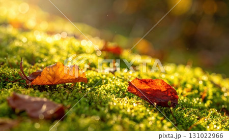 《AI画像》秋の森で苔の上に落ちた紅葉した葉っぱ 131022966