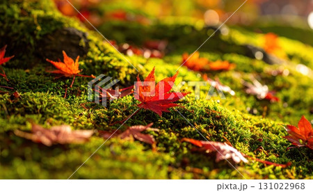 《AI画像》秋の森で苔の上に落ちた紅葉した葉っぱ 131022968