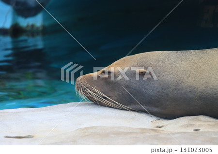 昼寝をするアシカ 昼寝をするアシカ 131023005