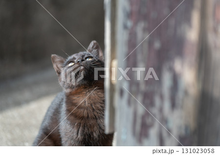 物陰から見つめる可愛い子猫 131023058