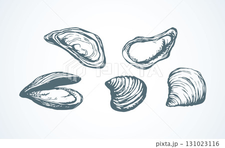 Oyster. Vector drawing Oyster. Vector drawing 131023116