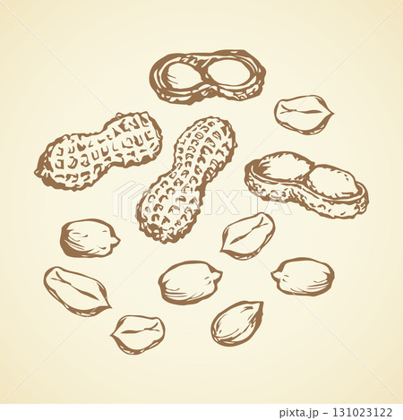 Peanut. Vector drawing Peanut. Vector drawing 131023122