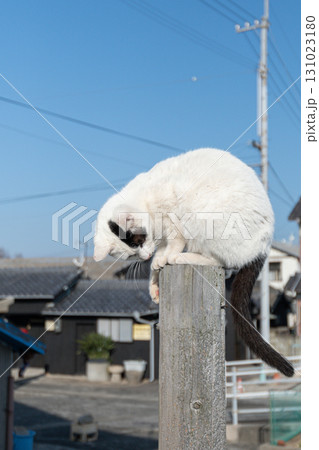 木の棒の上で座る猫 木の棒の上で座る猫 131023180