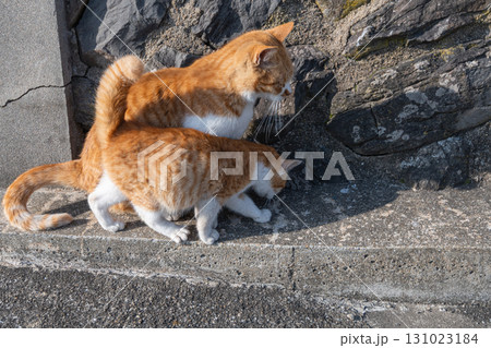 寄り添う猫の親子 寄り添う猫の親子 131023184