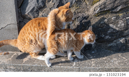 寄り添う猫の親子 寄り添う猫の親子 131023194
