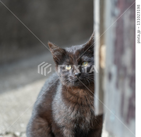 物陰から見つめる可愛い子猫 131023198