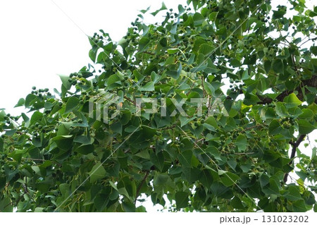 ナンキンハゼの若い実・2025年㋇ 131023202