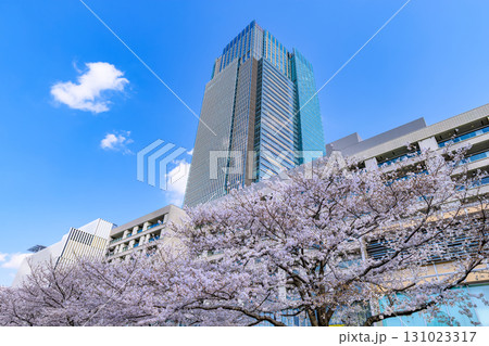 東京 港区 赤坂 東京ミッドタウンと桜 東京 港区 赤坂 東京ミッドタウンと桜 131023317