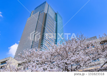 東京 港区 赤坂 東京ミッドタウンと桜 東京 港区 赤坂 東京ミッドタウンと桜 131023318