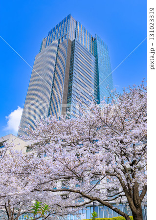 東京 港区 赤坂 東京ミッドタウンと桜 東京 港区 赤坂 東京ミッドタウンと桜 131023319