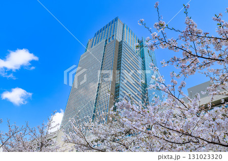 東京 港区 赤坂 東京ミッドタウンと桜 東京 港区 赤坂 東京ミッドタウンと桜 131023320