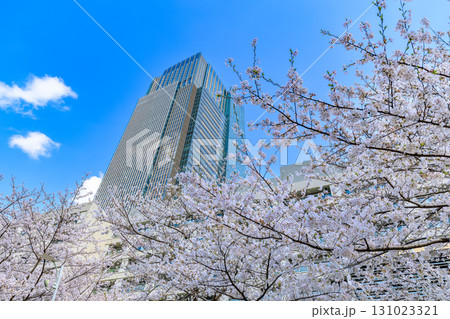 東京 港区 赤坂 東京ミッドタウンと桜 東京 港区 赤坂 東京ミッドタウンと桜 131023321