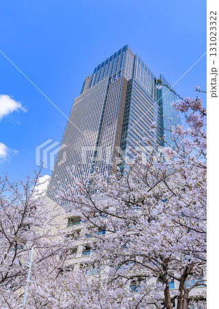 東京 港区 赤坂 東京ミッドタウンと桜 東京 港区 赤坂 東京ミッドタウンと桜 131023322