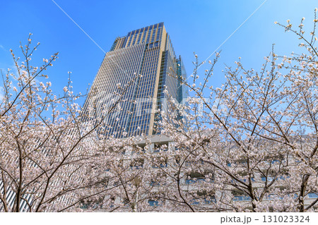 東京　港区 赤坂　東京ミッドタウンと桜 131023324
