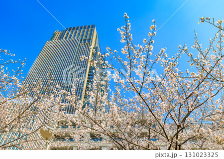 東京　港区 赤坂　東京ミッドタウンと桜 131023325