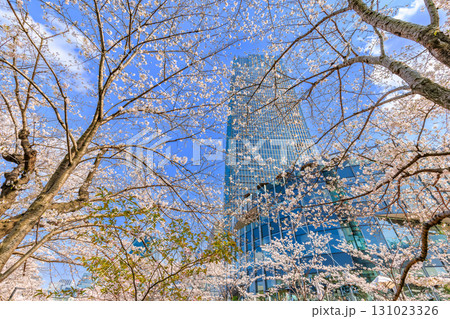 東京　港区 赤坂　東京ミッドタウンと桜 131023326