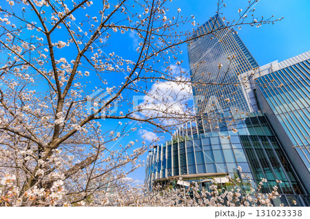 東京 港区 赤坂 東京ミッドタウンと桜 東京 港区 赤坂 東京ミッドタウンと桜 131023338