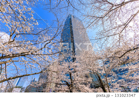 東京　港区 赤坂　東京ミッドタウンと桜 131023347