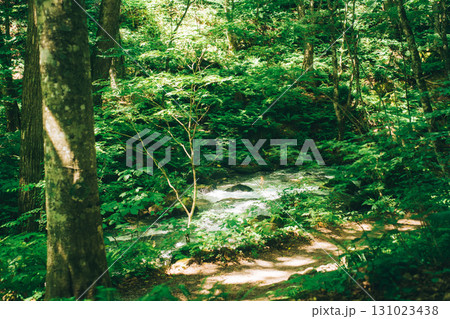 奥入瀬渓流　森林の中で流れる川 131023438