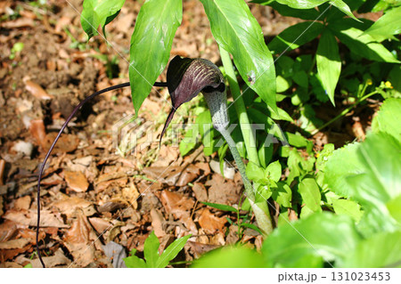 森に咲くウラシマソウ(Arisaema)──春の珍しい山野草 森に咲くウラシマソウ(Arisaema)──春の珍しい山野草 131023453