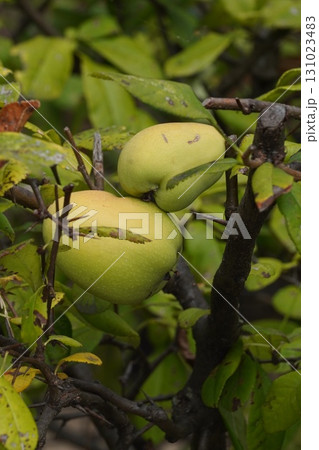 花からは想像もつかない大きな木瓜の実・2025年㋇ 131023483