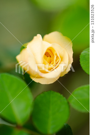 淡い黄色の薔薇 ―優しさを宿す花― 131023526
