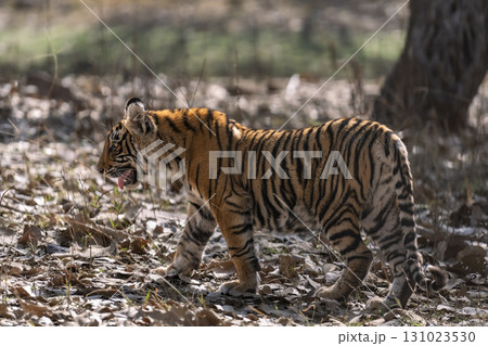 wild female bengal tiger or panthera tigris bold cute cub side profile walking or roaming alone on jungle trail in summer season safari at ranthambore national park forest reserve rajasthan india asia wild female bengal tiger or panthera tigris bold cute cub side profile walking or roaming alone on jungle trail in summer season safari at ranthambore national park forest reserve rajasthan india asia 131023530
